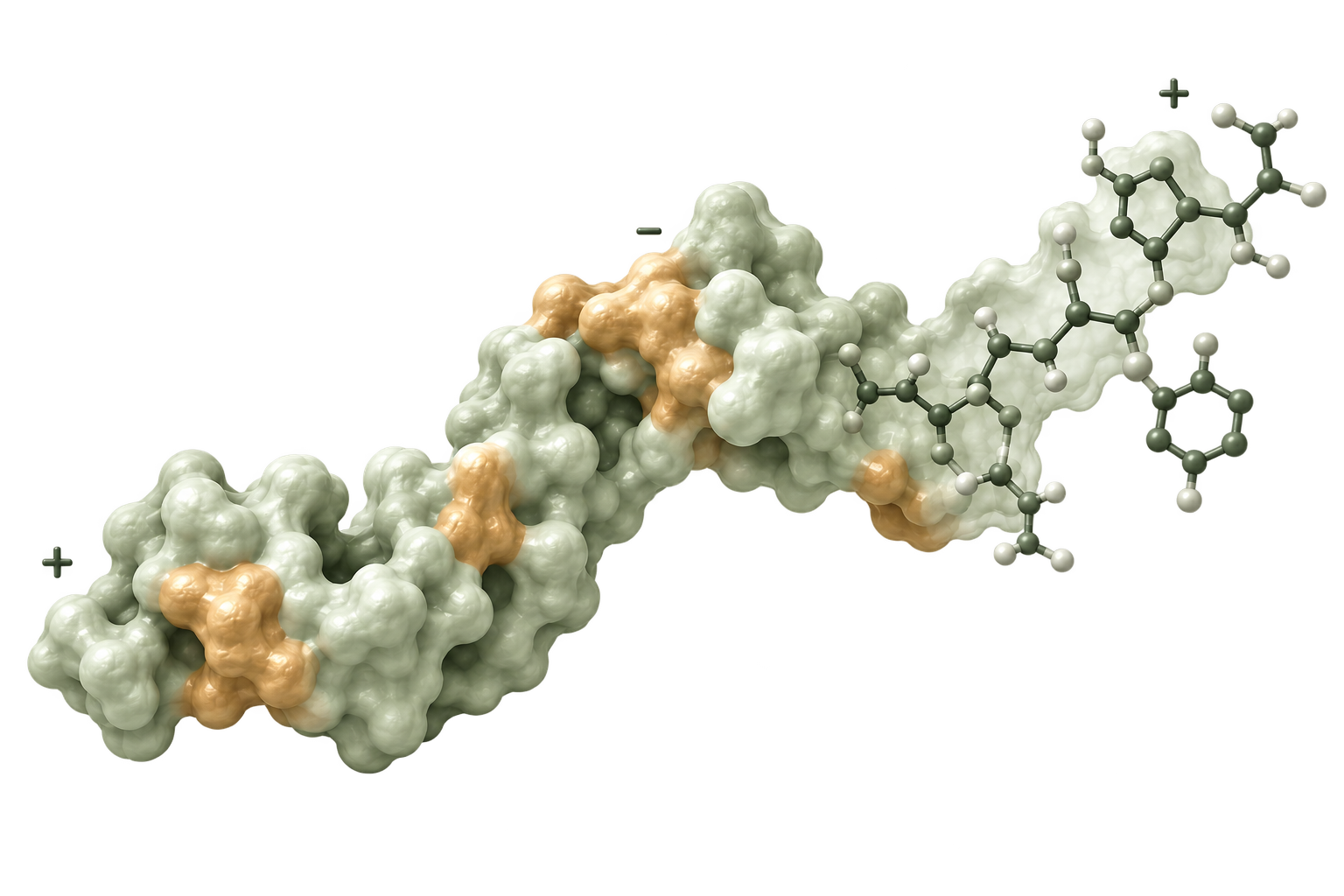Illustration of a protein surface with positive and negative charges and a molecular ball-and-stick detail