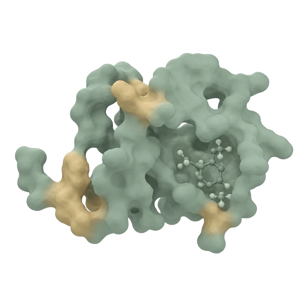 Illustration of a protein surface with positive and negative charges and a molecular ball-and-stick detail